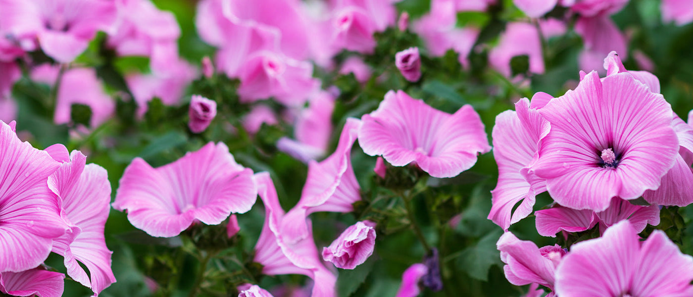 Lavatera van Hyères - Lavatera olbia
