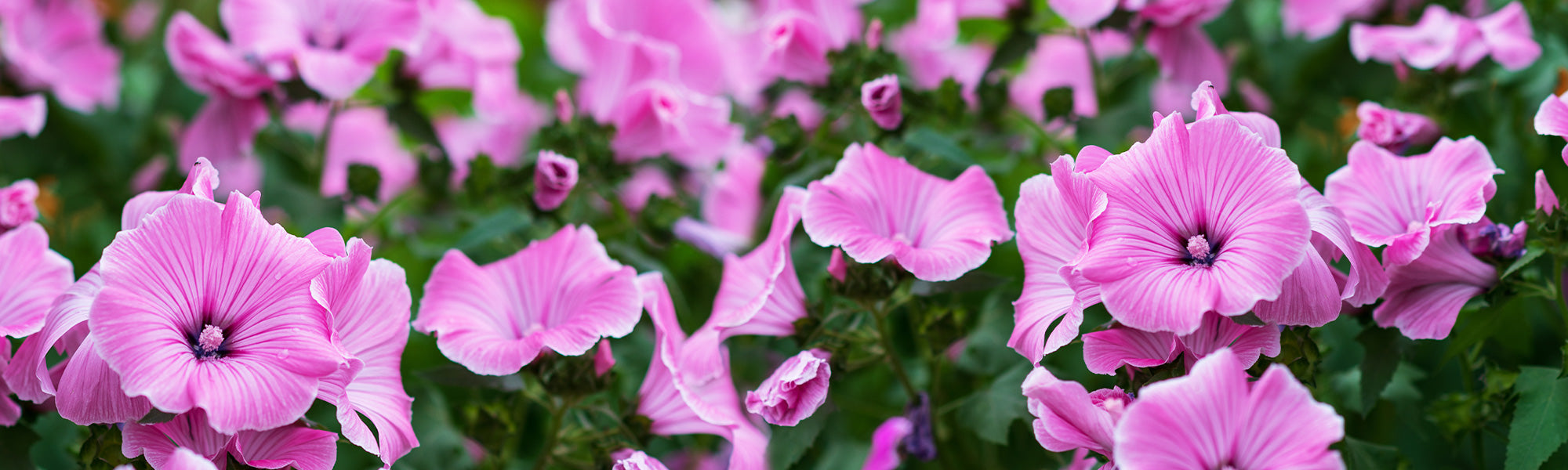 Lavatera van Hyères - Lavatera olbia