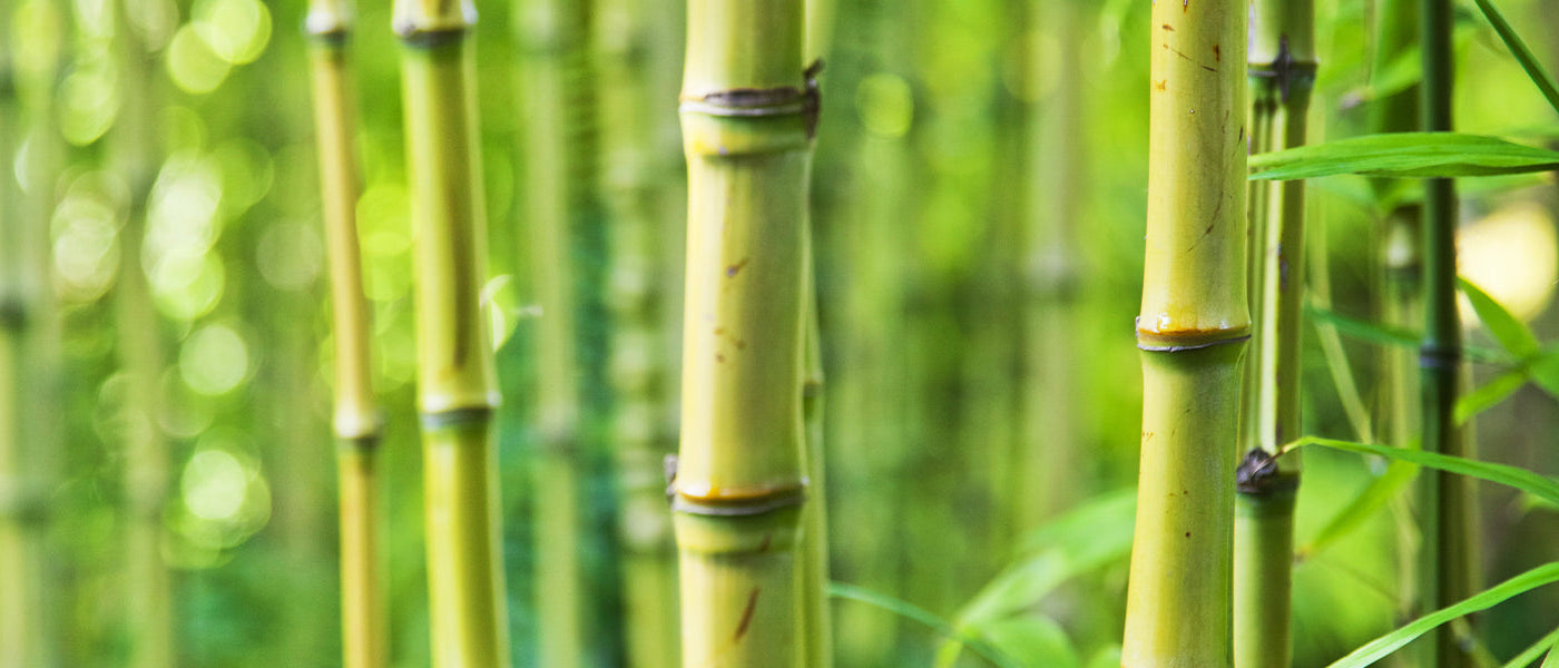 Bamboe
