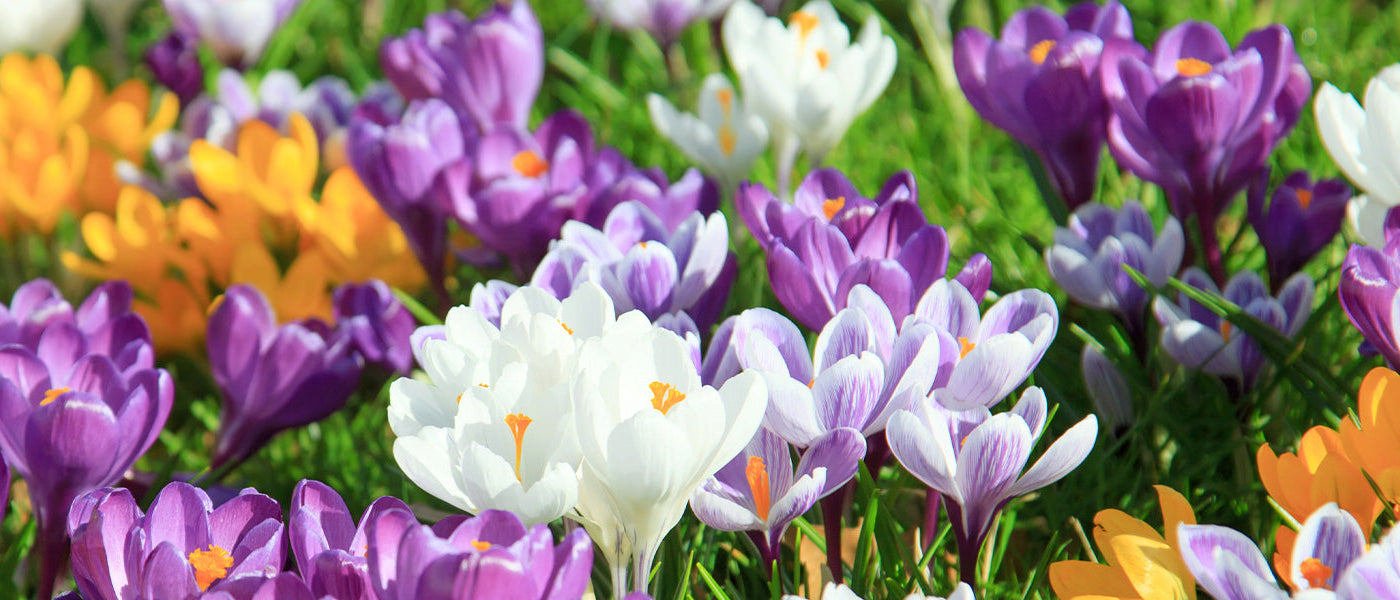Ankara-krokus - Crocus ancyrensis