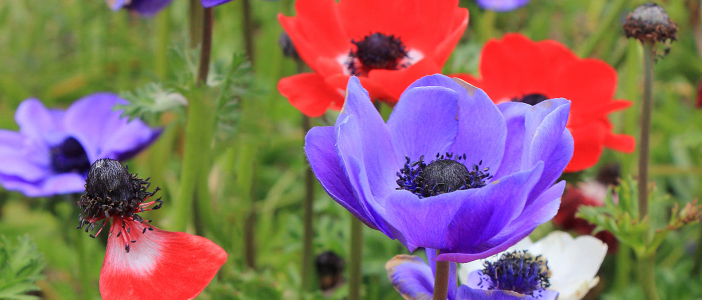 Japanse anemoon - Anemone hupehensis