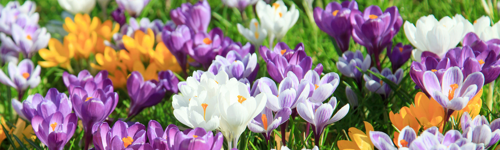 Saffraankrokus - Crocus sativus
