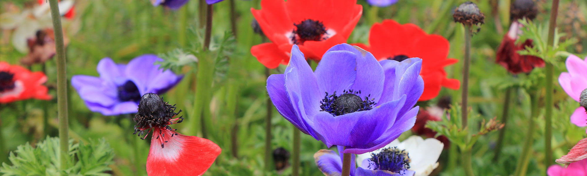 Kroonanemoon - Anemone coronaria