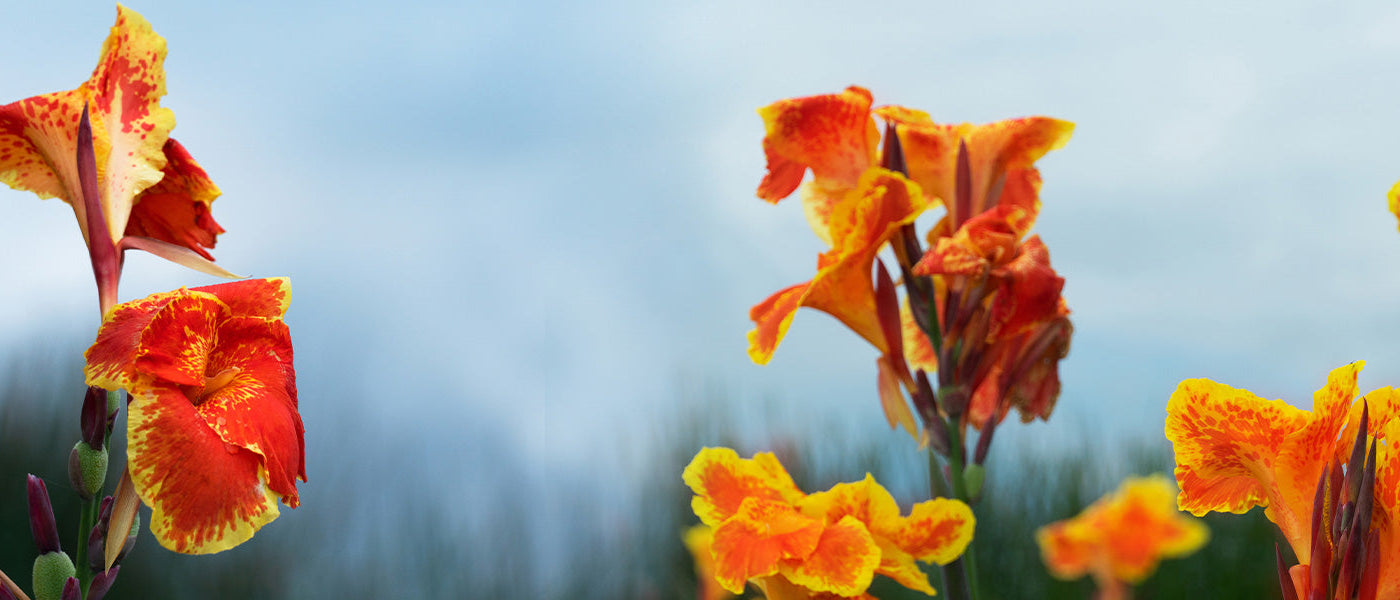 Indisch bloemriet - Canna indica