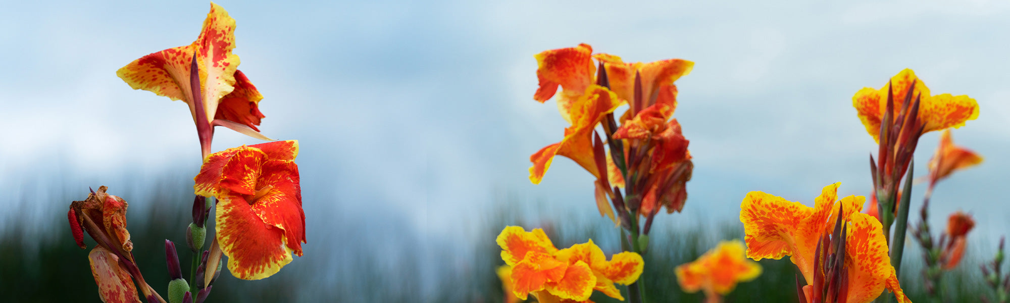 Indisch bloemriet - Canna indica
