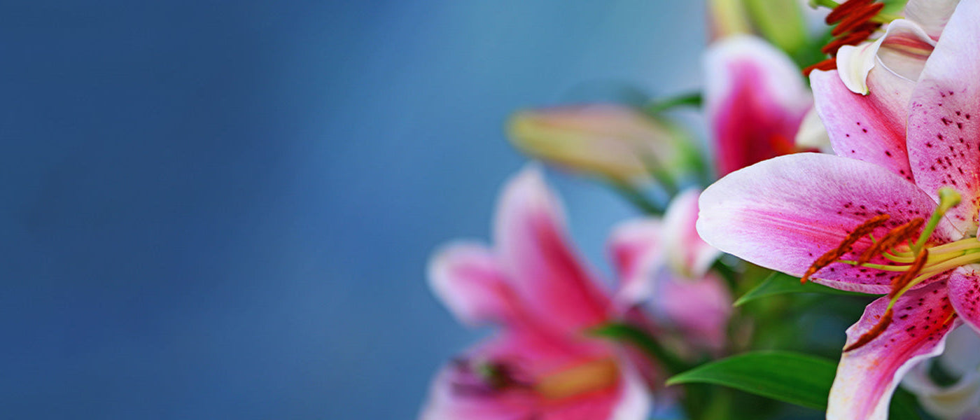 Madonnalelie - Lilium candidum