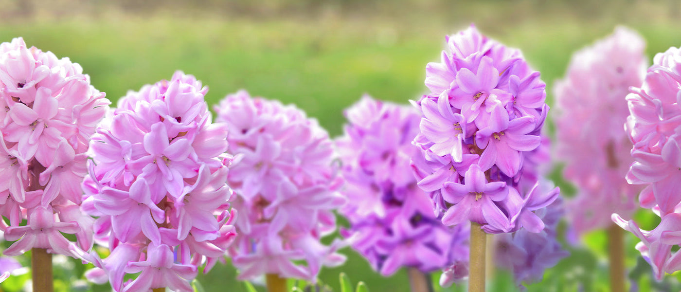 Zagreb-hyacint - Hyacinthus zagrabiensis