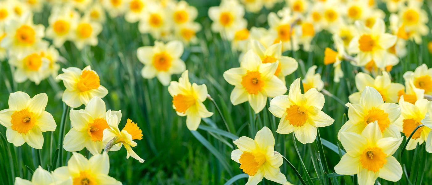 Narcissen