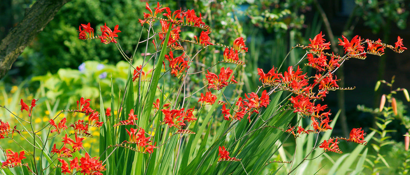 Crocosmia