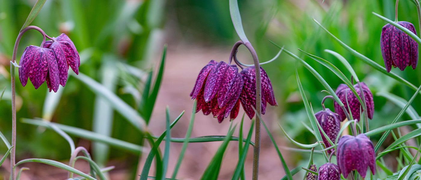 Kievitsbloem - Fritillaria meleagris