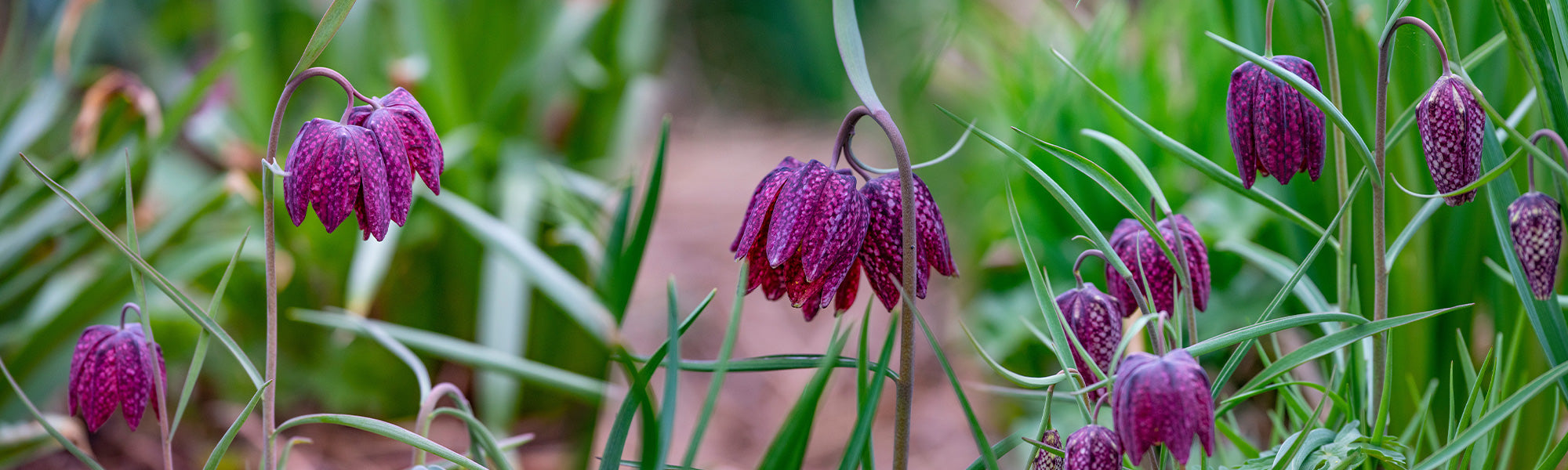 Kievitsbloem - Fritillaria meleagris