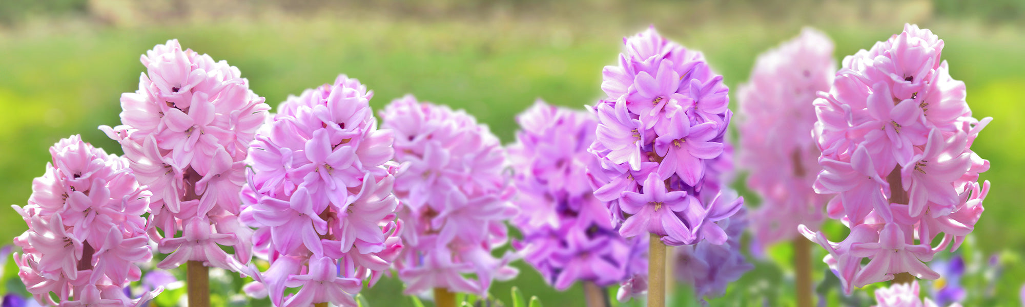 Spaanse hyacint - Hyacinthus hispanicus