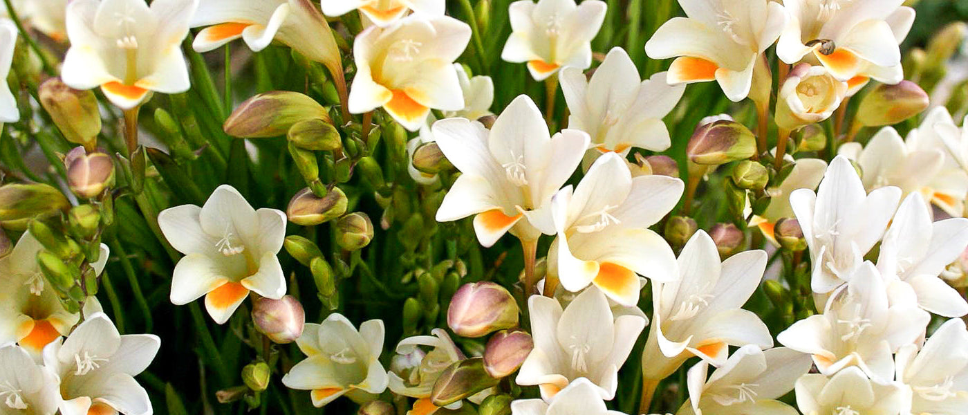 Witte freesia - Freesia alba