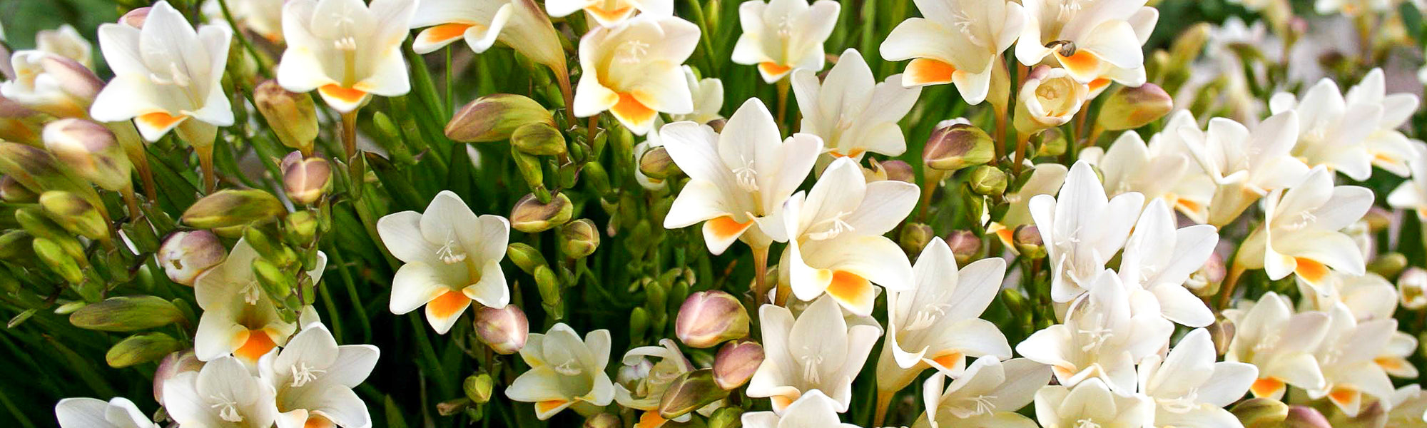 Witte freesia - Freesia alba