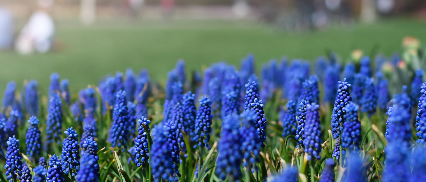 Blauwe druifjes