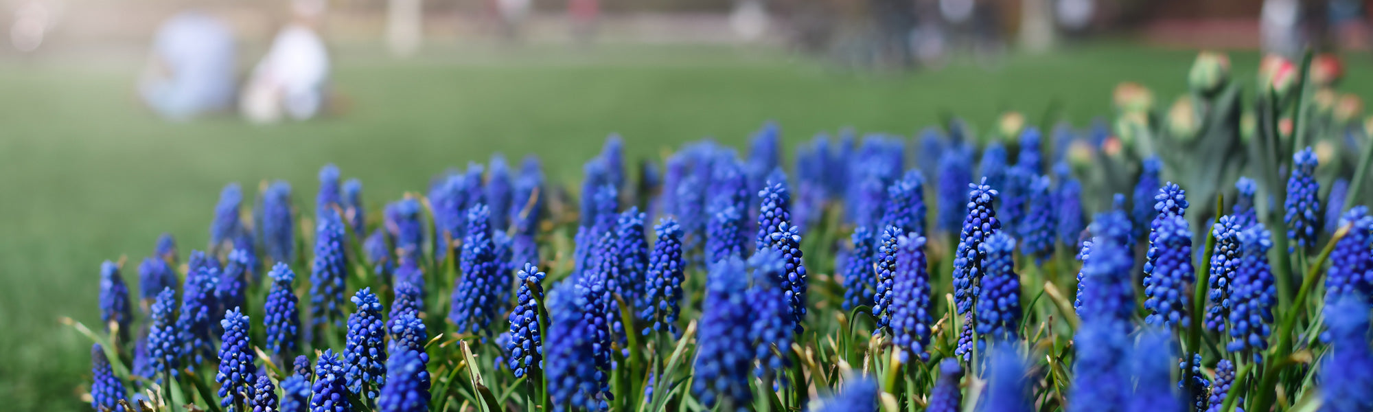 Blauwe druifjes