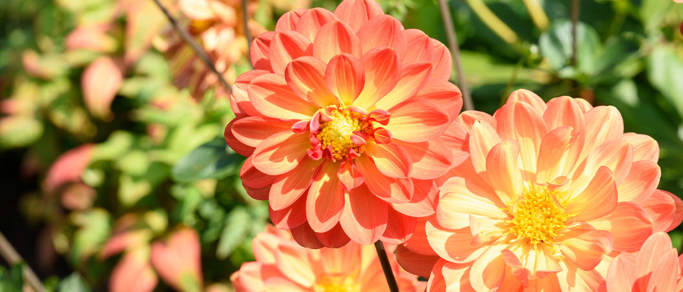 Keizerdahlia - Dahlia imperialis