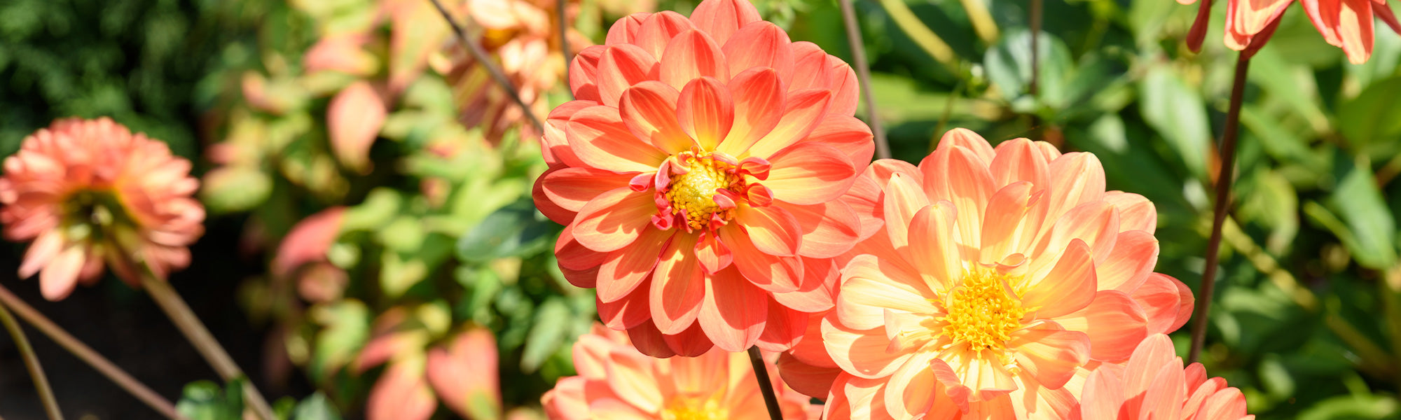 Keizerdahlia - Dahlia imperialis
