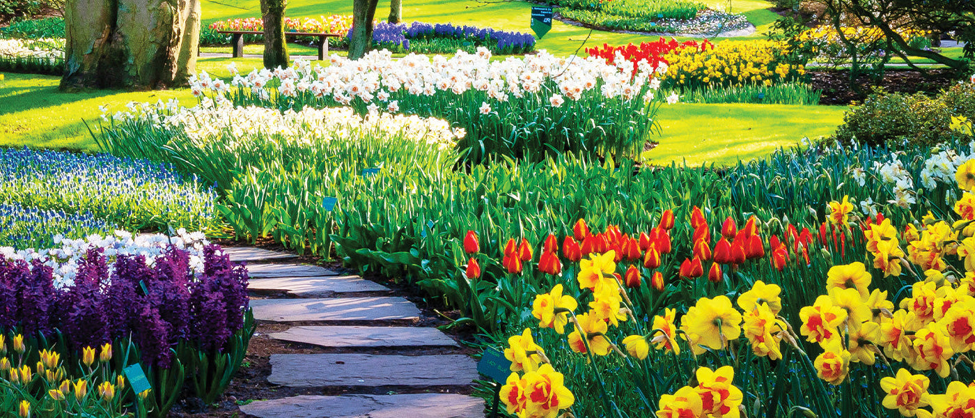 Bonte incalelie - Alstroemeria versicolor