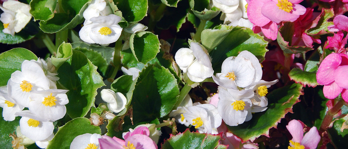 Begonia's