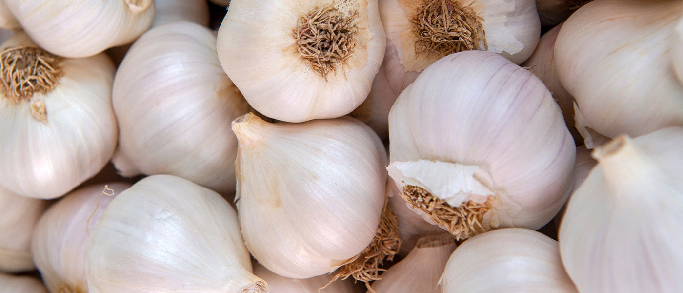 Knoflook