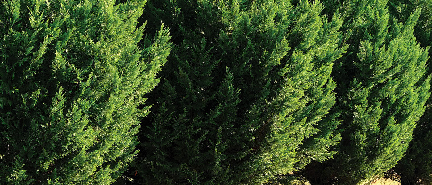 Portugese cipres - Cupressus lusitanica