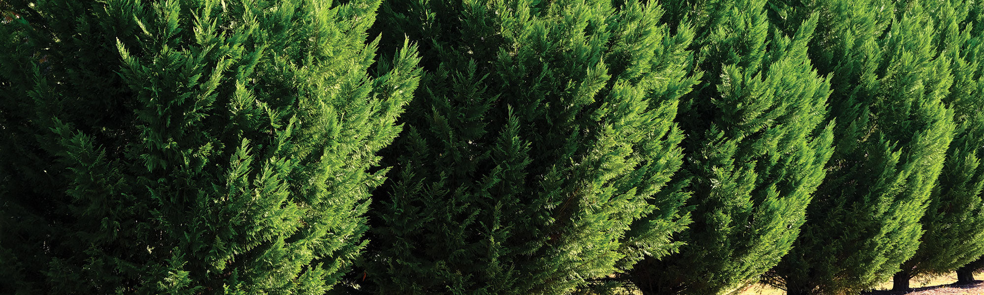 Portugese cipres - Cupressus lusitanica