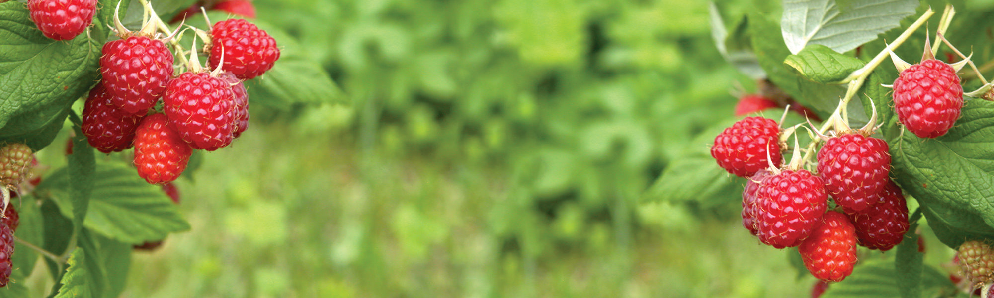 Frambozenstruik