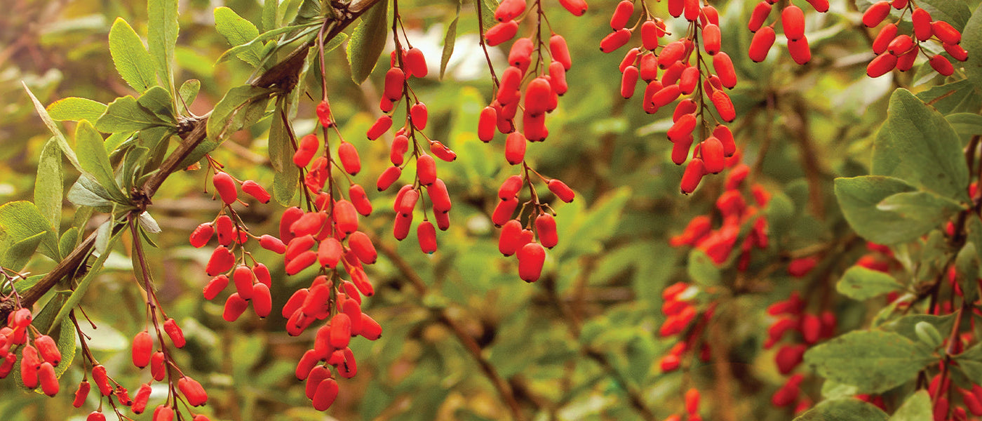 Goji-bes