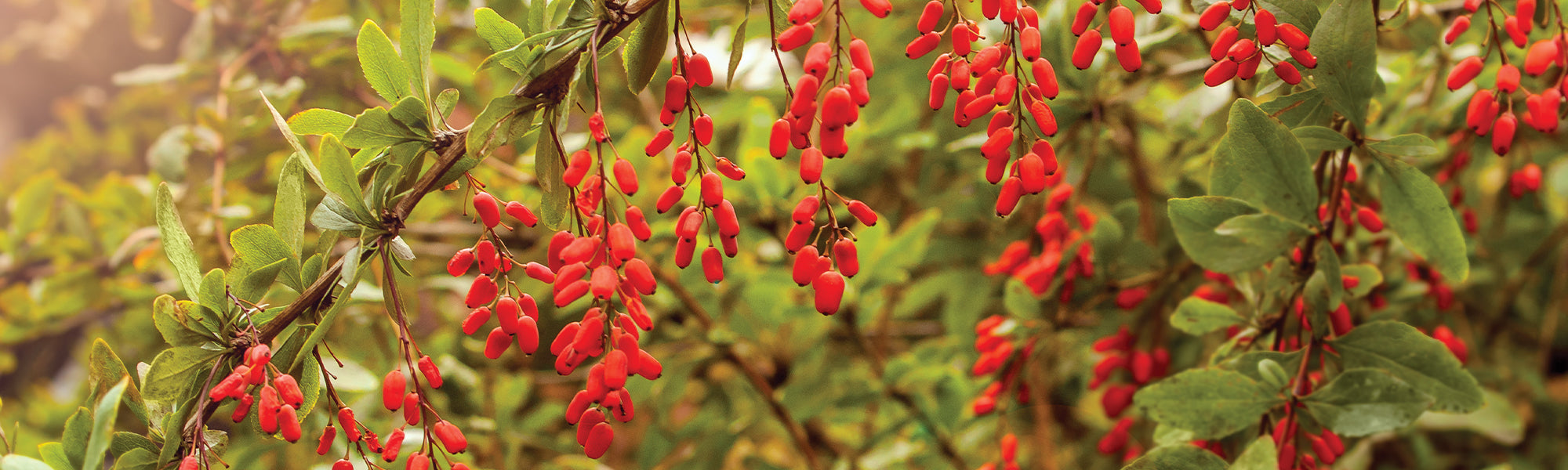 Goji-bes
