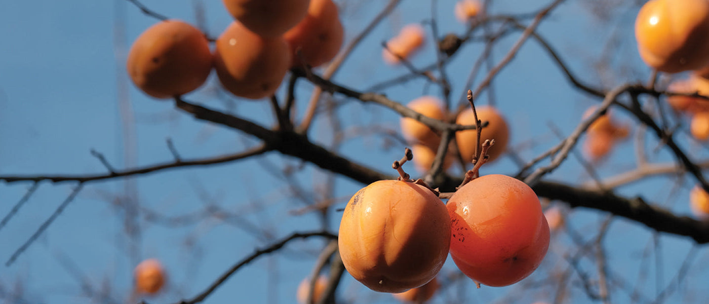Zelfbestuivende Fruitbomen