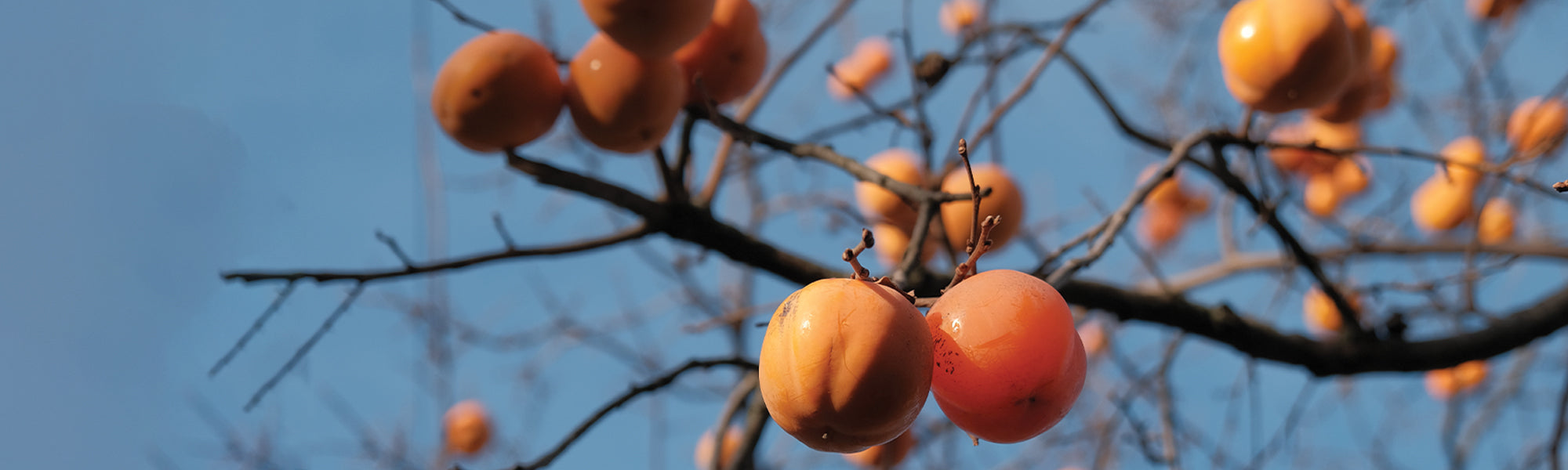Zelfbestuivende Fruitbomen