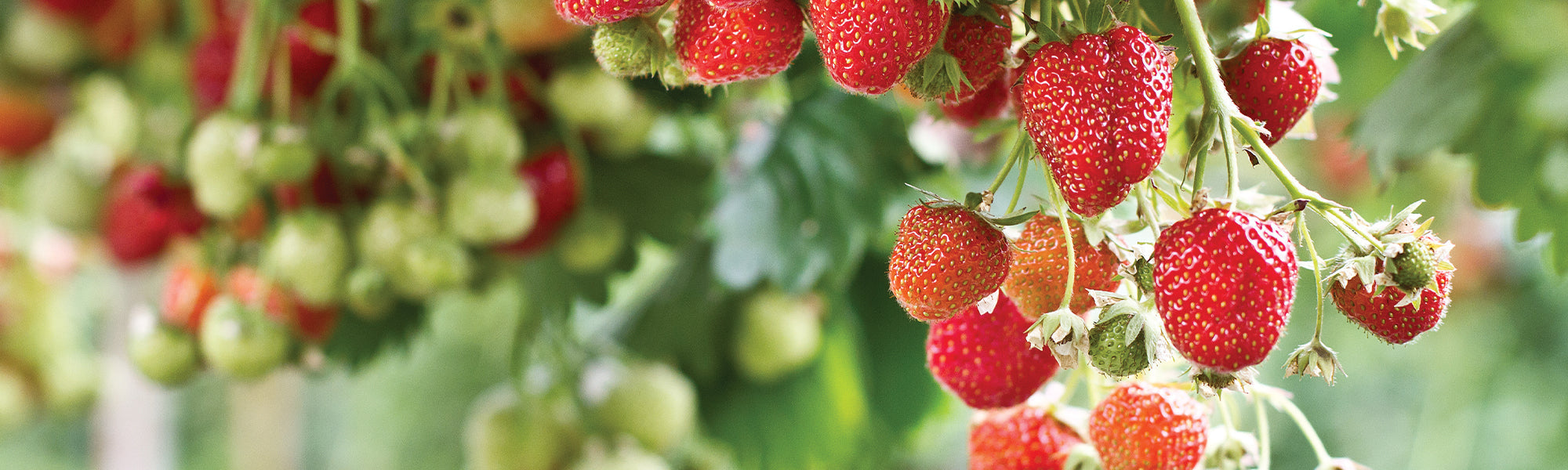 Aardbei - Fragaria ananassa