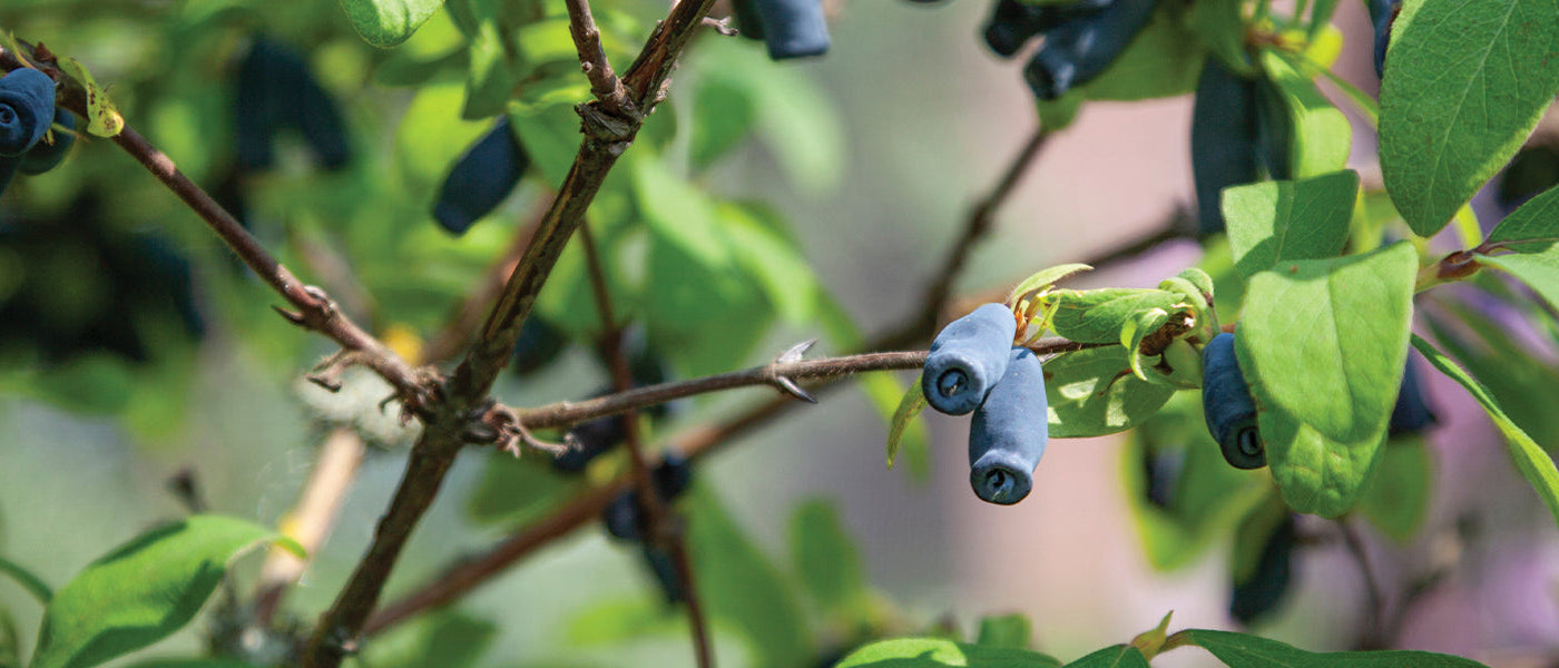 Bijzondere fruitbomen