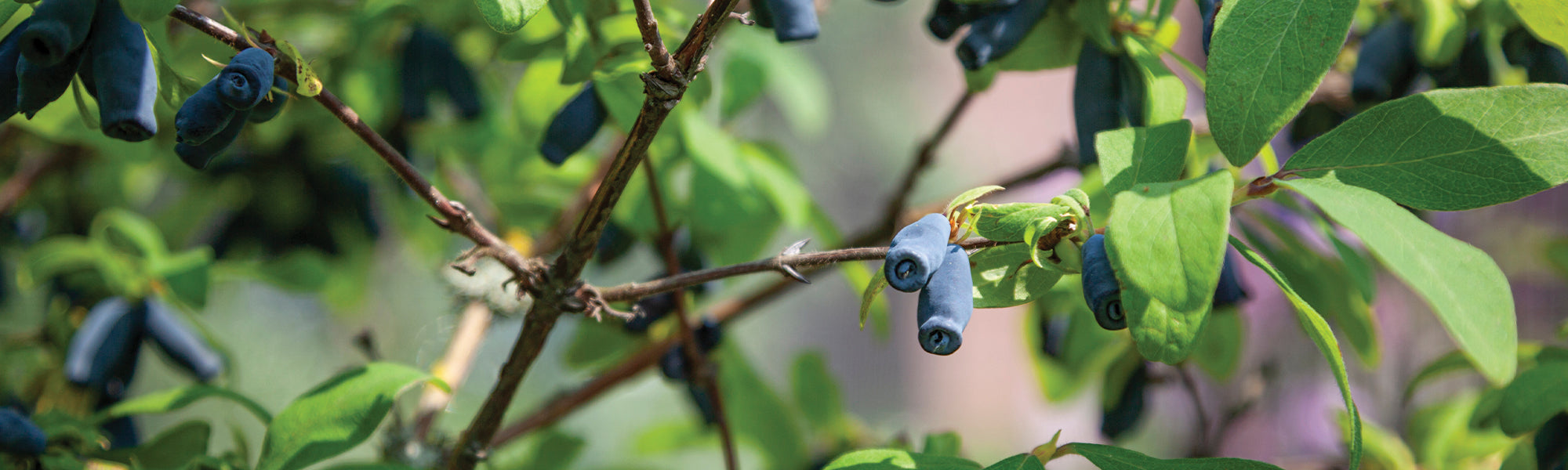 Bijzondere fruitbomen