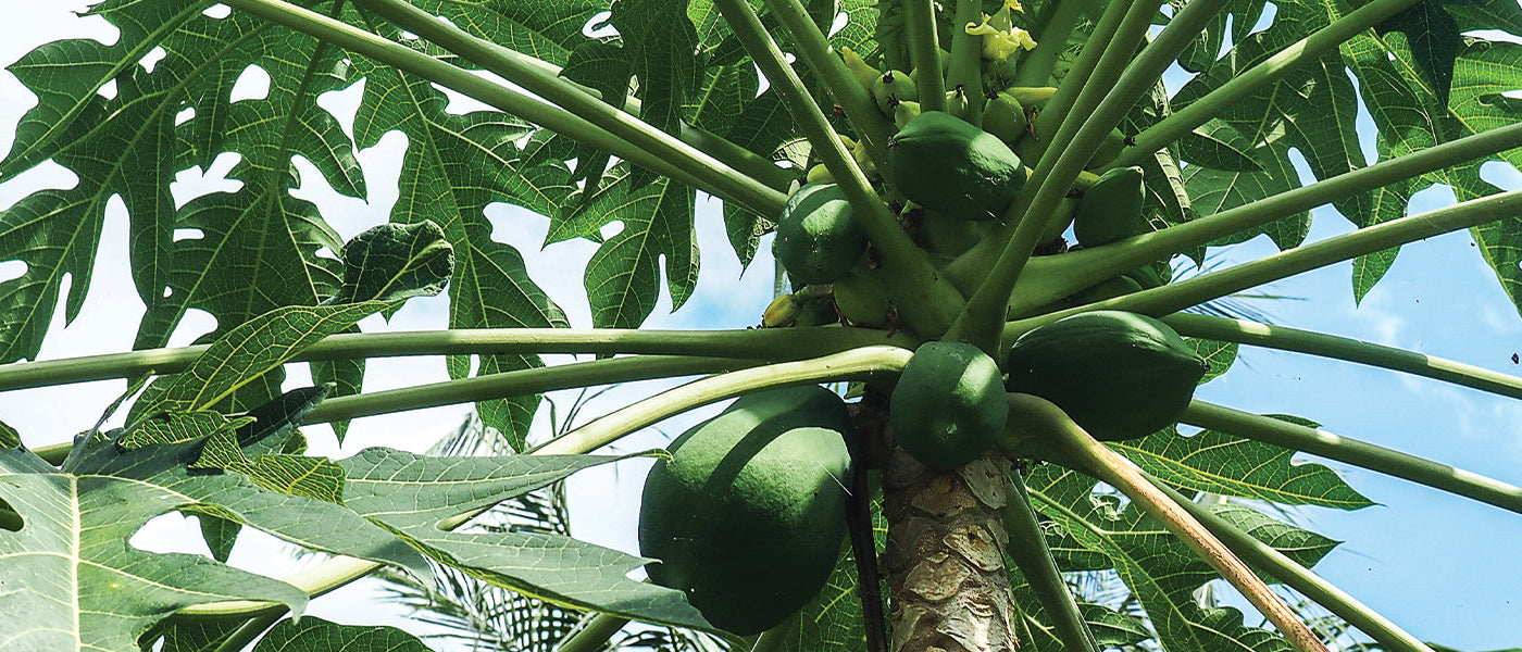 Exotische Fruitbomen