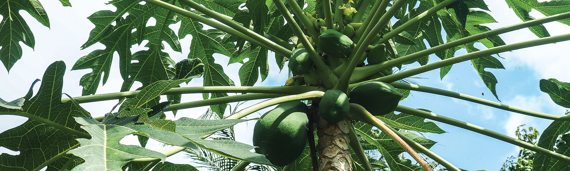 Exotische Fruitbomen