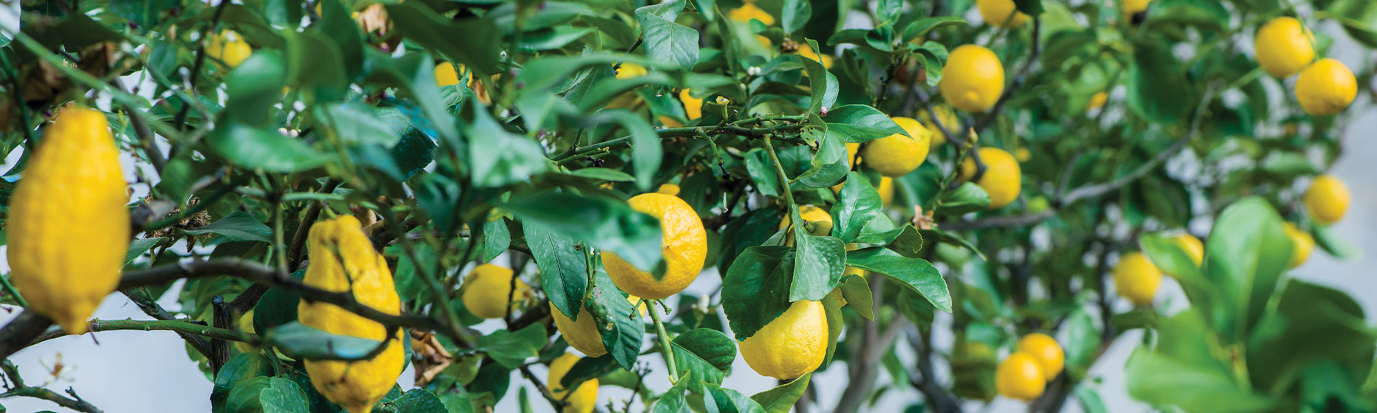 Pompelmoes - Citrus paradisi
