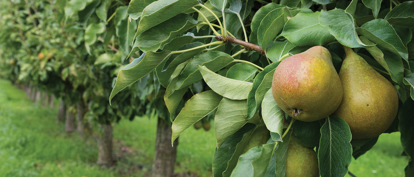 Perenboom