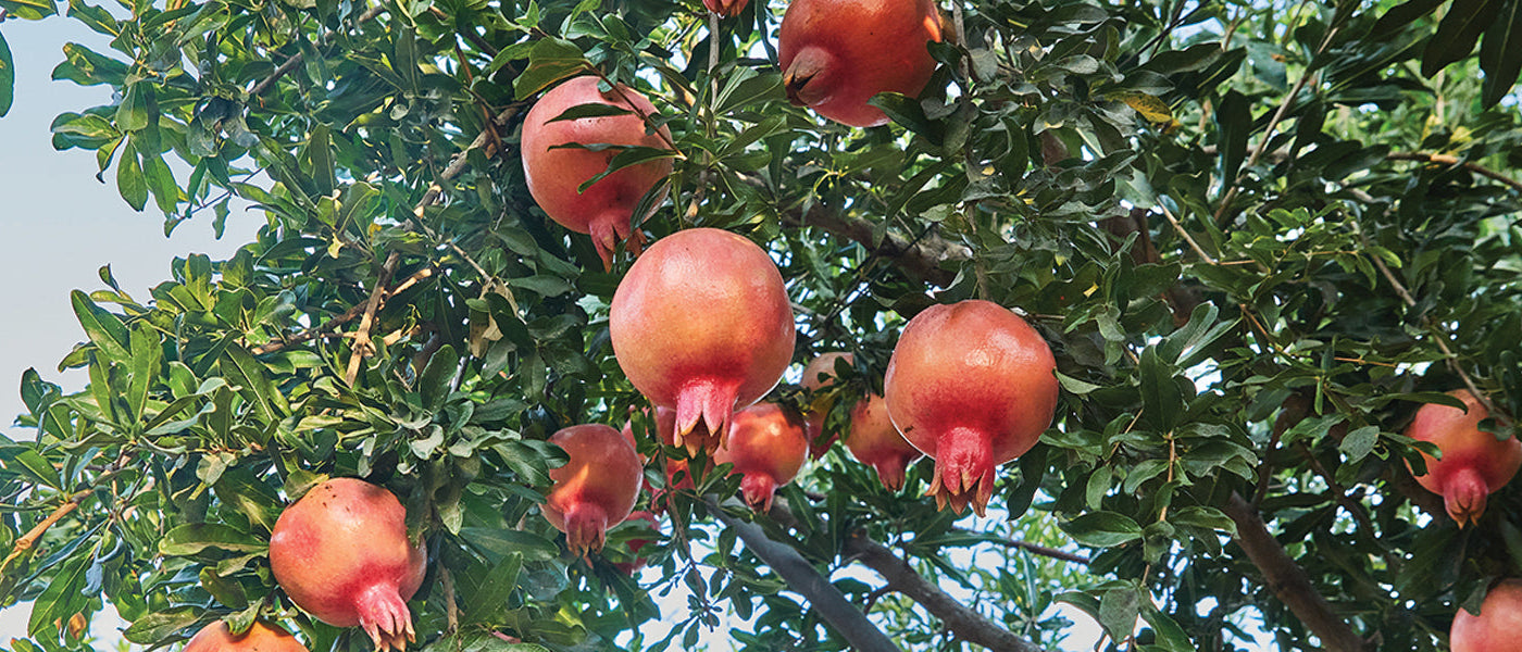Granaatappelboom