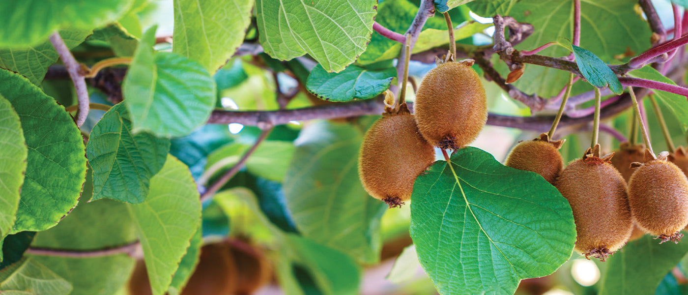 Kiwi Genot
