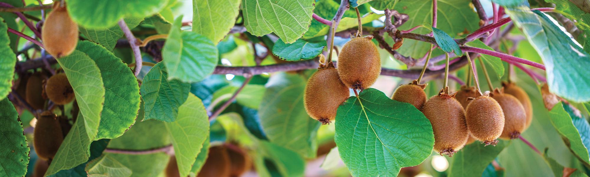 Kiwi Genot