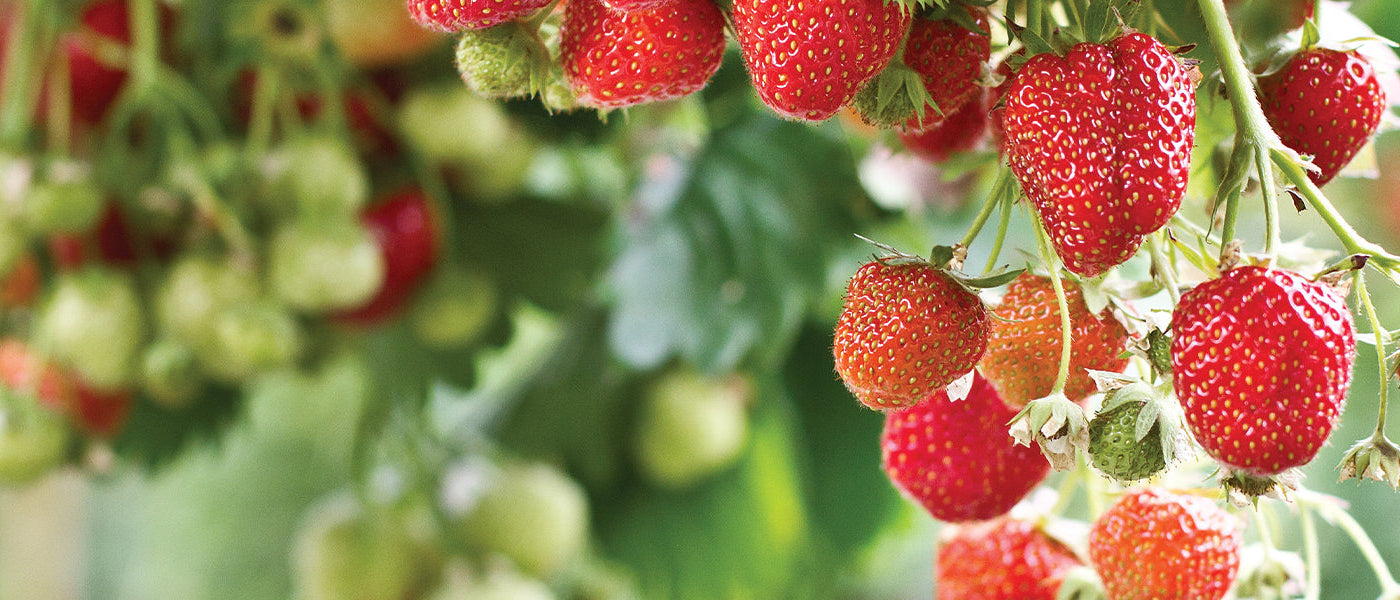 Yezo-aardbei - Fragaria yezoensis