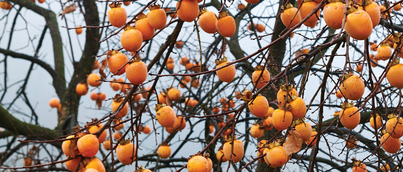 Kaki Persimmon