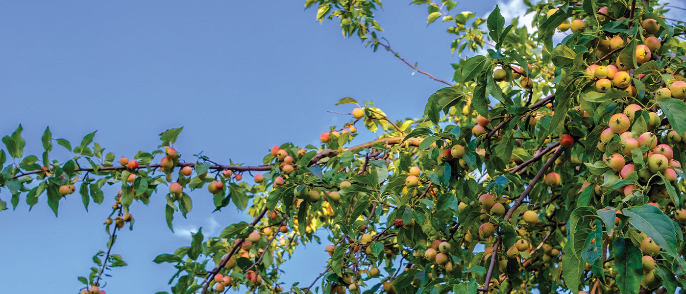 Grote fruitbomen