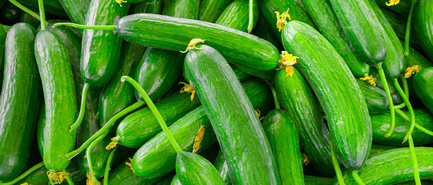 Komkommer - Cucumis sativus