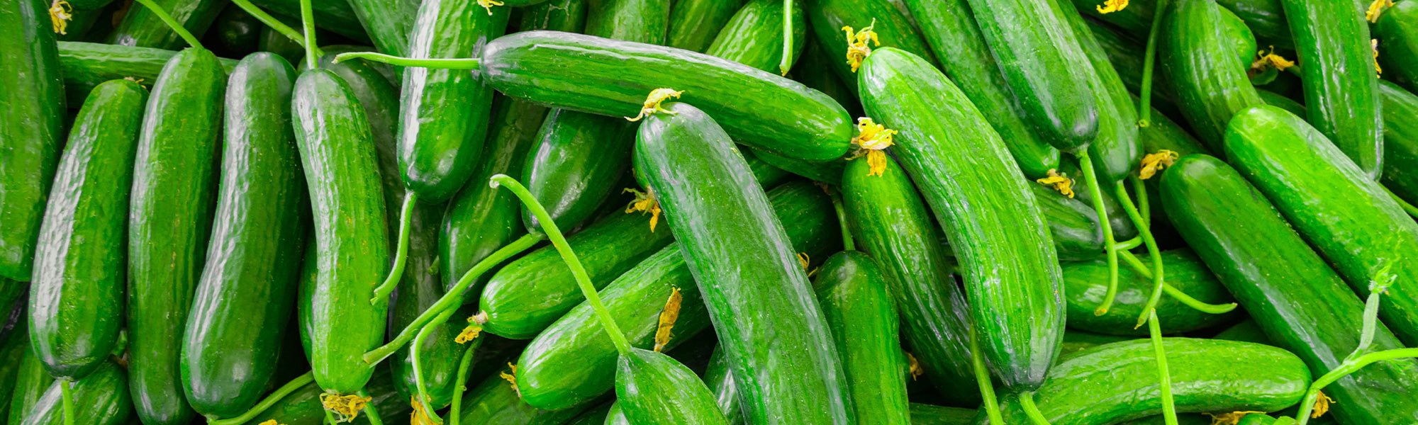 Komkommer - Cucumis sativus