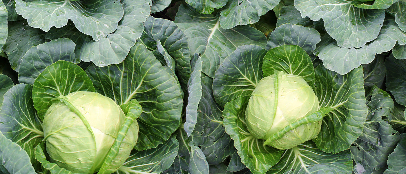 Groene kool - Brassica oleracea