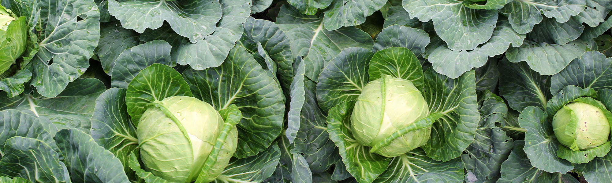 Groene kool - Brassica oleracea