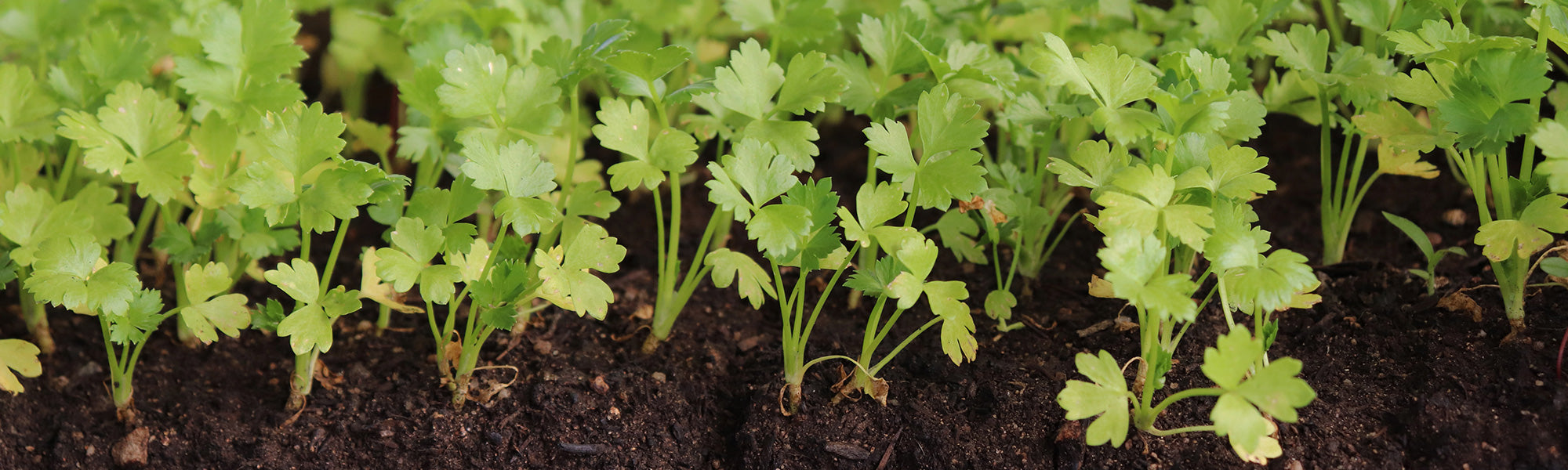 Verse Selderijsmaken